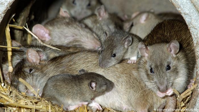 Ratas