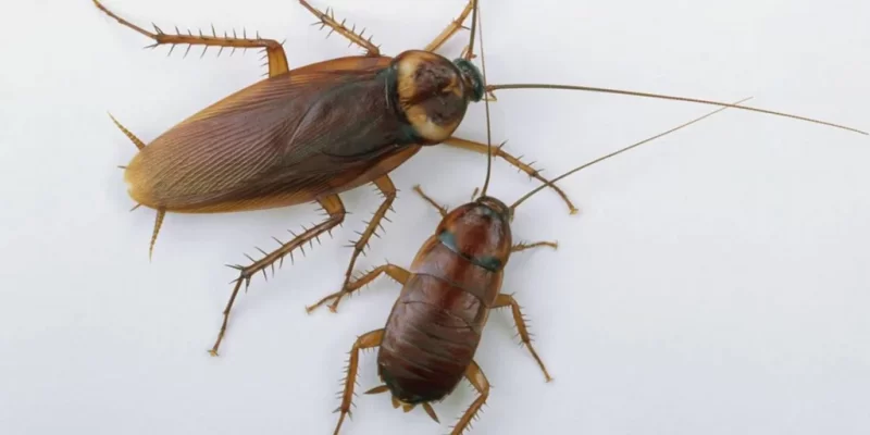 Cucarachas