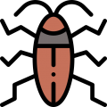 Cucaracha