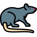 icon raton